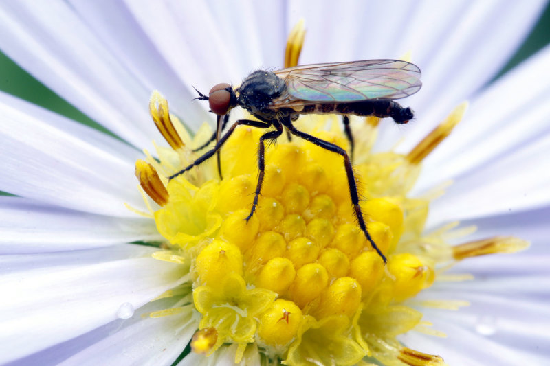 Mücke ernährt sich vom Blütennektar 