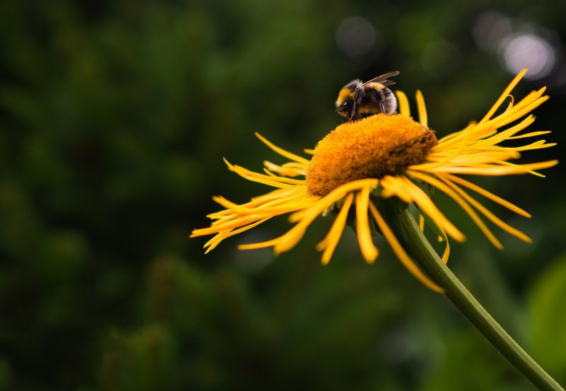 Eine Wespe bestäubt eine Blume