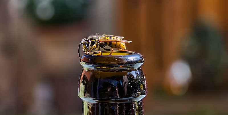 Eine Wespe sitzt auf einer Glasflaschenöffnung. Sie befindet sich offensichtlich im direkten Umfeld des Menschen.